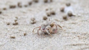 Hayalet yengeç kumsalda ilerliyor.