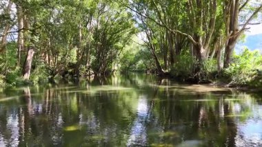 Sakin bir nehir, yoğun, güneşli bir ormanın içinden akar. Canlı yeşillikler ve berrak su yansımaları sergiler.