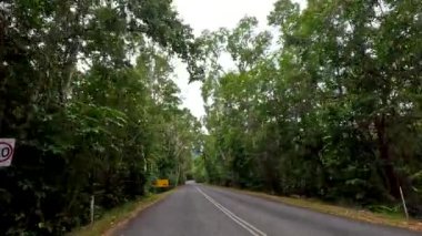 Port Douglas 'ta ormanlık bir yol boyunca sakin bir sürüş, yoğun yeşillik ve sakin bir çevre sergiliyor yumuşak, doğal ışıklandırma altında