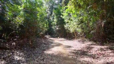 Güneşli bir orman yolunda süzülen bir dron canlı yeşillikleri ve dingin doğal güzellikleri yakalıyor.