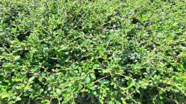 Rüzgarda usulca çırpınan yapraklar.