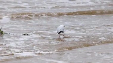 Kırmızı gagalı bir martı kumları okşayan hafif dalgalarla bulutlu gökyüzünün altında, Lonsdale, Avustralya kıyı şeridi boyunca yürüyor.