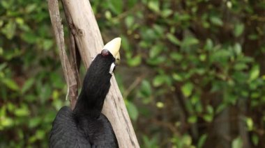 Boynuz gagalı çift bir dalda yemek paylaşıyor..