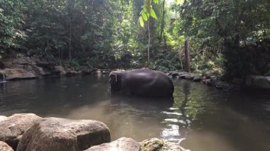 Sakin bir fil nehir banyosunun tadını çıkarır.