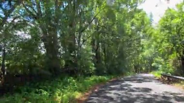 Hava görüntüleri, Mullumbimby, Queensland 'deki dolambaçlı orman yollarından geçen sakin bir sürücüyü gün ışığında yakalıyor.