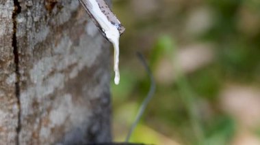 Plastik ağaçtan damlayan lateks yakın plan. Güneşli bir Phuket çiftliğinde hindistan cevizi kasesine dökülüyor.