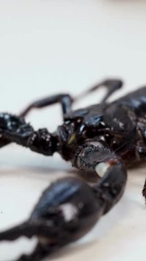 Bir akrep, beyaz bir yüzey boyunca hareket eder. Detaylı yakın çekim çekimleri ile sabit ışıklandırmayla yakalanır.