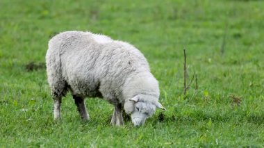 Romney koyunu Queenstown, Yeni Zelanda 'da yemyeşil bir tarlada huzur içinde otluyor.