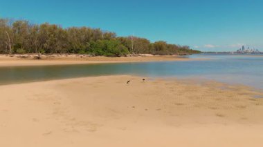 Brisbane 'de kumsalda yürüyen kuşlar.