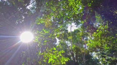 Bereketli yeşil yağmur ormanlarında güneş ışığı parlıyor.