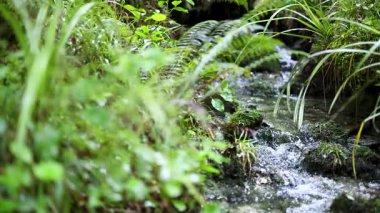 Yumuşak bir akarsu, yoğun, canlı yağmur ormanlarında, yosunlu kayalar ve akan suyla birlikte esiyor. Doğal gün ışığı, sabit kamera, sakin ruh hali.