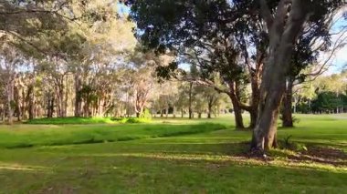 İnsansız hava aracı, okaliptüs ağaçlarıyla dolu verimli bir parkın sakin görüntüsünü yakalıyor ve huzurlu bir atmosfer yaratıyor.
