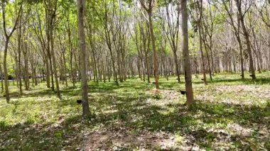 Serin bir dron uçarak Phuket 'te yemyeşil bir kauçuk tarlasını yakalar ve parlak gün ışığında ağaçların sıralarını gösterir.