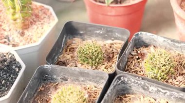 Piyasadaki çömleklerde çeşitli kaktüsler sergileniyor