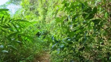 Yoğun, yeşil bir orman yolunu araştırıyorum.