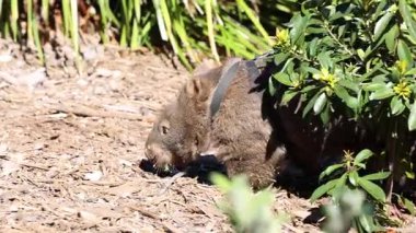 Bir wombat dışarıda dolaşıyor ve etrafı kokluyor.