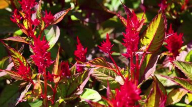 Bereketli yeşillikte canlı kırmızı selezya çiçekleri