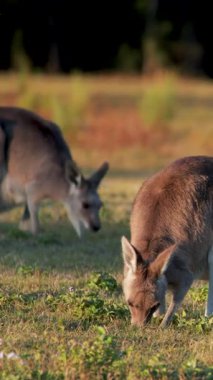 Yetişkin kanguru ve genç joey, güneşli bir alanda birlikte ot yerler. Sıcak doğal ışık ve sakin, huzurlu bir atmosferi vardır.