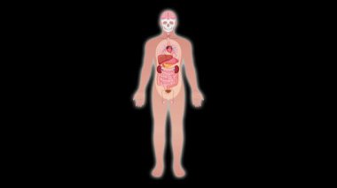 Tüm vücut anatomik görüntüsünden, siyah arkaplan üzerinde pürüzsüz yakınlaştırma ve spot ışığı efektleri kullanarak, bağırsakların detaylı yakın çekimine geçişler