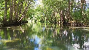 Avustralya 'nın Bellingen kentindeki yoğun, güneşli bir ormanın içinden geçen sakin bir nehir pürüzsüz kamera hareketleri ve canlı ışıklandırmayla yakalanır.