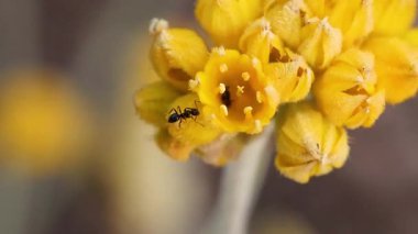 Bir karınca sarı bir çiçek kümesini keşfeder.