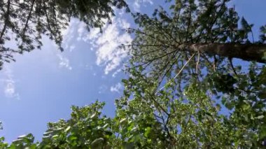 Çam ağaçları açık mavi gökyüzünün altında sallanıyor