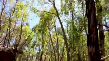 Uzun ağaçlı güneşli orman patikası