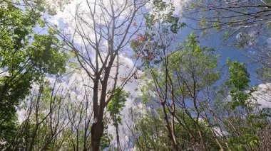 Phuket, Tayland 'daki yemyeşil bir kauçuk ağaç tarlasında güneş ışığının gölgelikten süzüldüğü sakin bir yürüyüş.