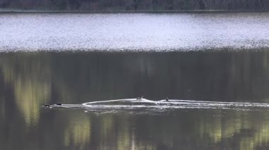 Ördek yansıtıcı su yüzeyinde huzur içinde süzülür.