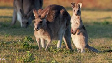 Genç bir kanguru Joey yanında duruyor ve yetişkin bir kanguruyu burnuyla dürterek doğal bir altın sahilinde güneşli çimlerde otlatıyor.