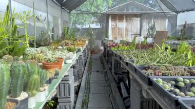 Kaktüs ve bitkiler serada.