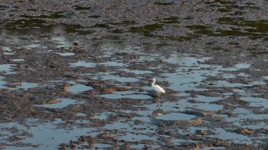 Büyük bir balıkçıl gün batımında balık avlamak için çamur düzlüklerinde yürür. Hava aracı görüntüleriyle ağır çekimde yakalanır.