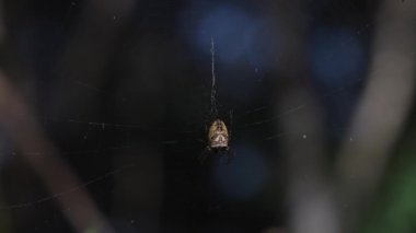 Yağmur ormanları ağında asılı örümcek
