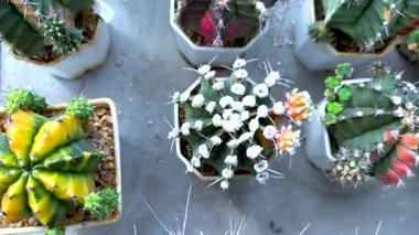 Renkli kaktüsler sera ortamında dizilmiş.