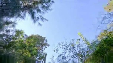 Ağaçlar ve gökyüzü bakarak