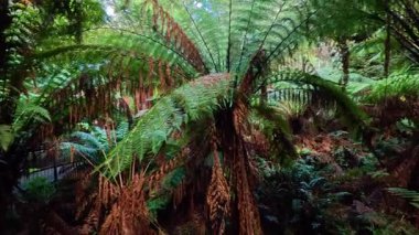 Yağmur ormanlarında yemyeşil ve eğrelti otları