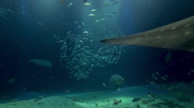 Akvaryum akvaryumunda balıkların arasında yüzen köpekbalığı.