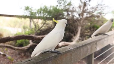 Cockatiel dışarıdaki ahşap bir çite tünemişti.