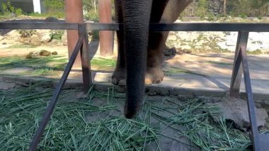 Fil hortumu hayvanat bahçesindeki çimlerle etkileşim halinde.
