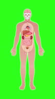 Tıbbi bir animasyon insan vücudundan iç organlara dönüşür, sonra da yeşil arka plan üzerinde spot ışığı etkisi kullanarak böbreklere yakınlaşır.