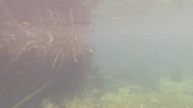 Temiz su, sualtı manzarasını ve yapıları ortaya çıkarır.