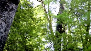 Parlak güneş ışığı altında sallanan yemyeşil ağaçlar Yeni Zelanda ormanının huzurunu yakalıyor.
