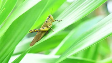 Doğadaki canlı yeşil yapraklara tünemiş çekirgenin yakın çekimi.