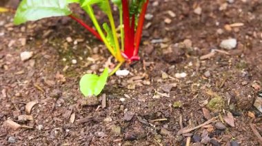 Ispanak bitkileri zamanla bir bahçe yatağında yetişir. Parlak ışıklandırma canlı yeşil yaprakları ve kırmızı sapları vurgular