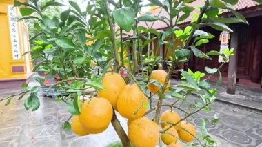 Tapınak bahçesinde olgun meyveli ayva ağacı