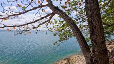 Phuket, Tayland 'da berrak gökyüzünün altında canlı yaprakları, kayalık kıyı şeridi ve uzak dağları olan sakin bir okyanus manzarası.
