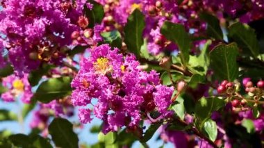 Torino 'da arılar canlı Inthanin çiçeklerini döllüyor