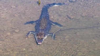 Drone görüntülerinde, temiz sularda yüzen tuzlu su timsahı Avustralya 'nın Port Douglas kentindeki pullarını ve doğal yaşam alanını gösteriyor.