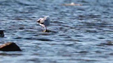 Bir martı kıyı boyunca yürüyor.