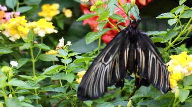 Bahçedeki renkli çiçeklerin üzerinde dinlenen kelebek.